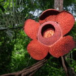 Rafflesia