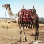 Camel