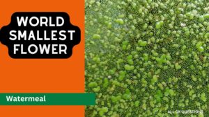 Read more about the article The Smallest Flower in the World! Watermeal (Wolffia globosa)