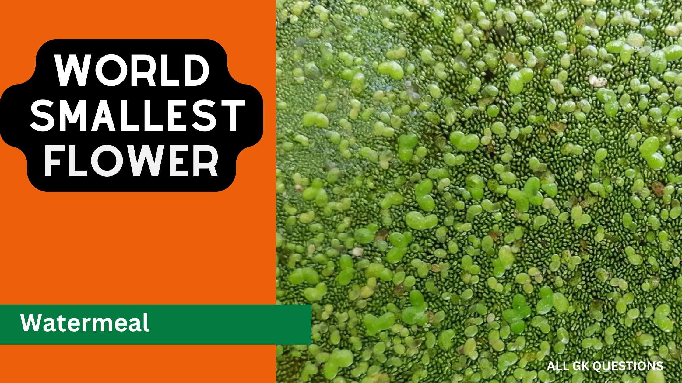 Read more about the article The Smallest Flower in the World! Watermeal (Wolffia globosa)