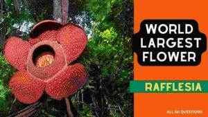 Read more about the article Rafflesia Arnoldii, the Largest Flower in the World
