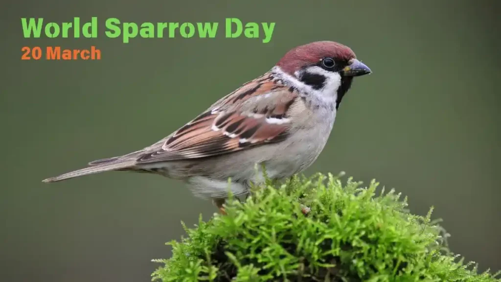 world sparrow day theme in India