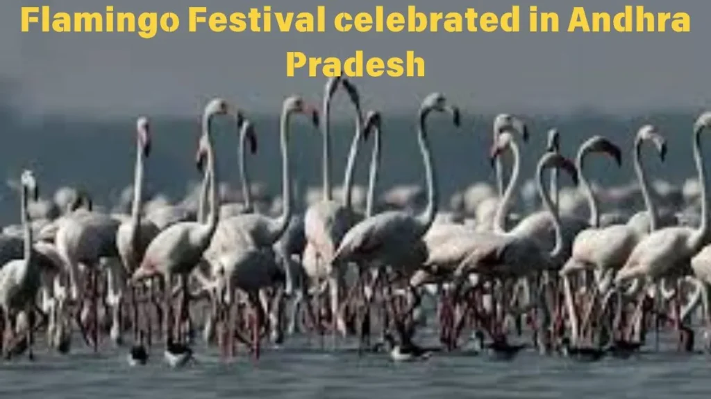 Flamingo Festival celebrated in Andhra Pradesh