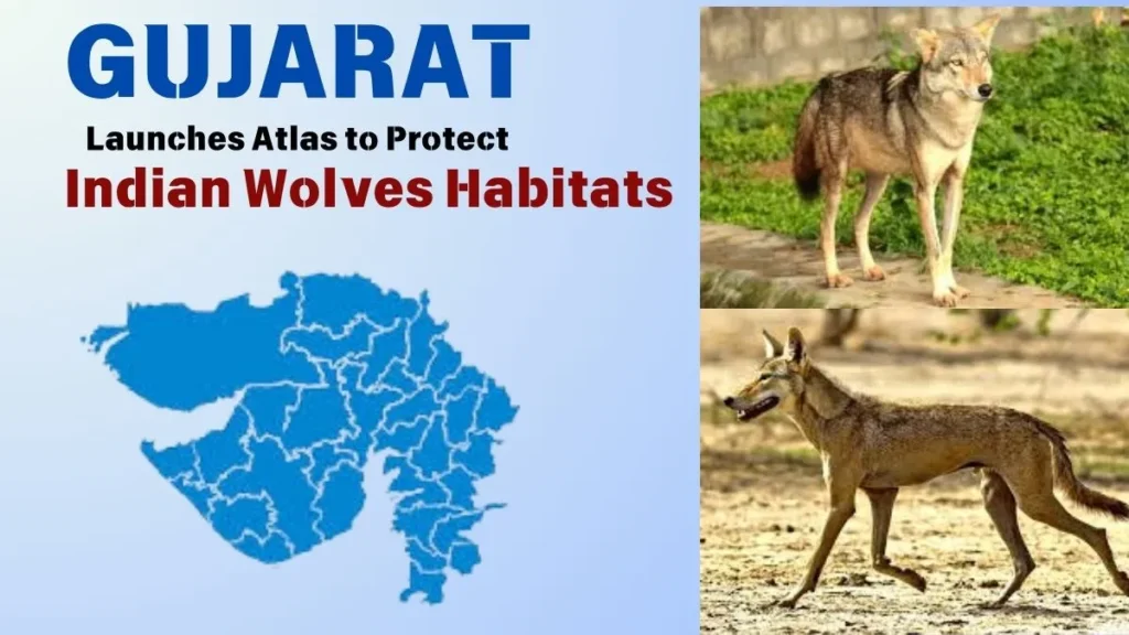 Gujarat Launches Atlas to Protect Indian Wolves Habitats