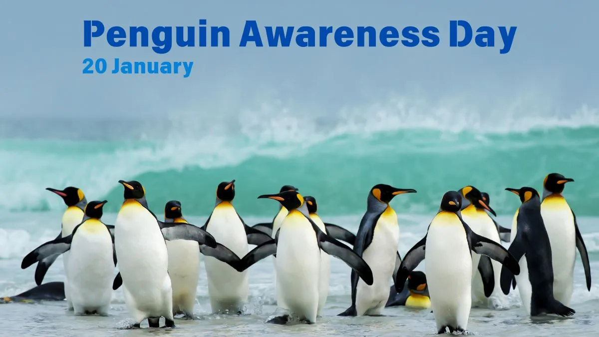 Read more about the article Penguin Awareness Day 2025: Protect These Amazing Birds