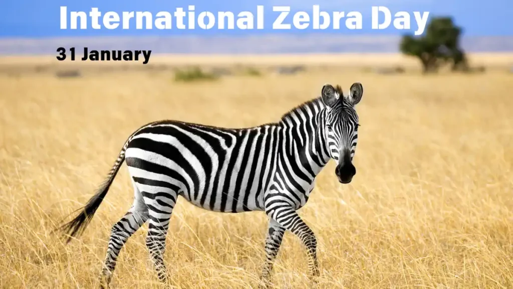 International Zebra Day