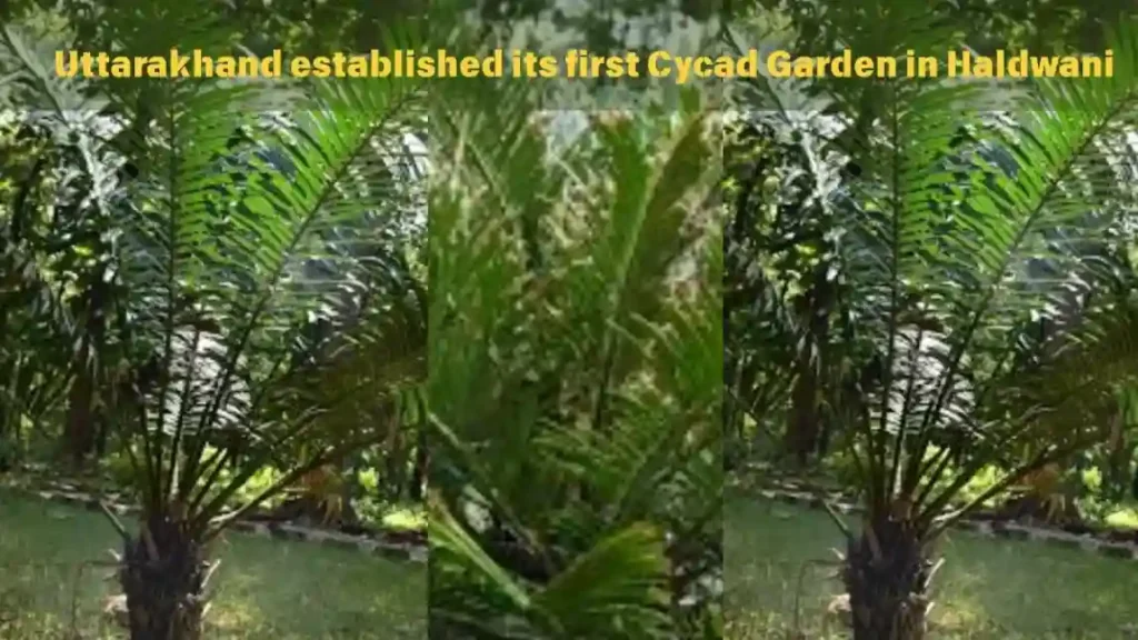 Uttarakhand established its first Cycad Garden in Haldwani