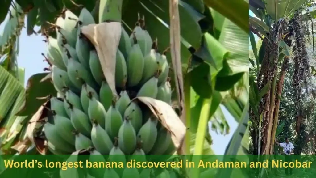 World’s longest banana discovered in Andaman and Nicobar