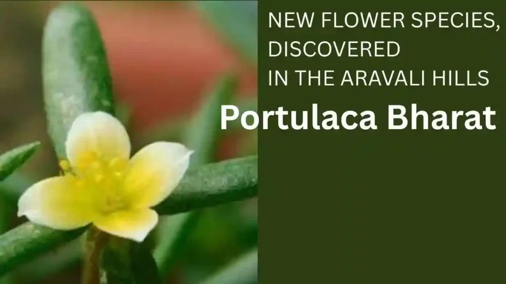 Portulaca Bharat, a new flower species, discovered in the Aravali Hills