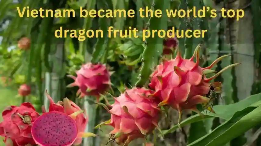 Vietnam became the world’s top dragon fruit producer